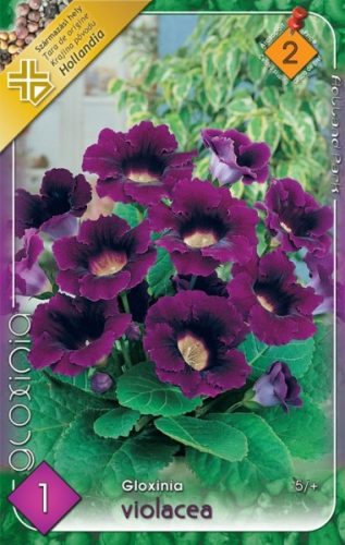 Gloxinia virághagyma, gumó, Violacea lila