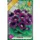 Gloxinia virághagyma, gumó, Violacea lila