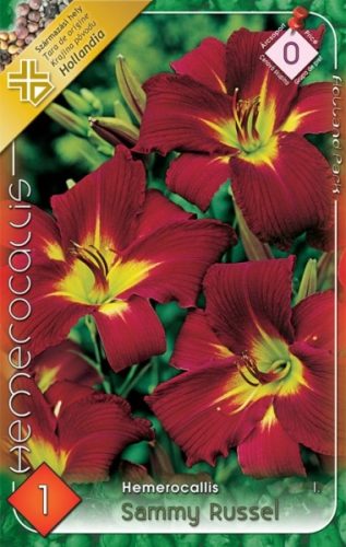Sásliliom virághagyma, gumó, Hemerocallis Sammy Russel
