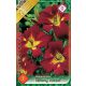 Sásliliom virághagyma, gumó, Hemerocallis Sammy Russel