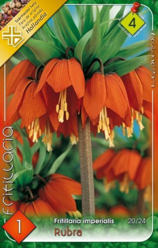 Császárkorona virághagyma, gumó Rubra