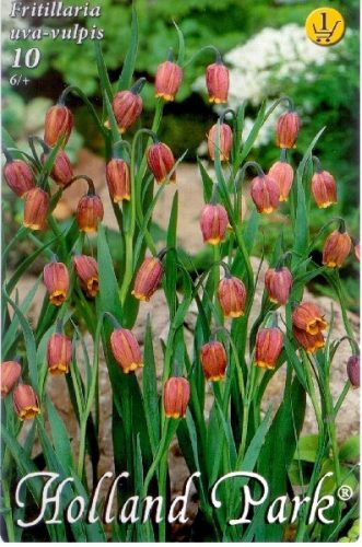 Fritillaria virághagyma, gumó uva-vulpis