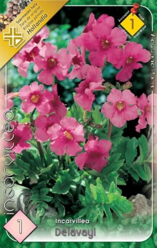 Tölcsérgyökér virághagyma, gumó, Incarvillea delavayi pink