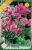 Tölcsérgyökér virághagyma, gumó, Incarvillea delavayi pink