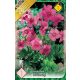 Tölcsérgyökér virághagyma, gumó, Incarvillea delavayi pink