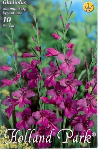 Gladiolus virághagyma, gumó