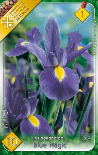 Nőszirom Iris virághagyma, gumó, hollandica Blue Magic kék