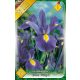 Nőszirom Iris virághagyma, gumó, hollandica Blue Magic kék