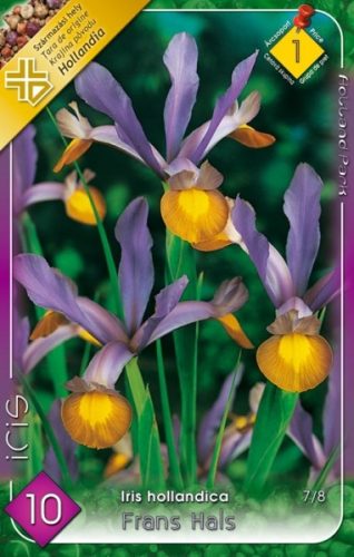 Nőszirom Iris virághagyma, gumó, Frans Hals cirmos