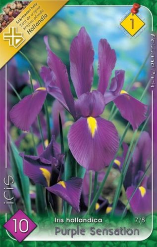 Nőszirom Iris virághagyma, gumó, Purple Sensation lila