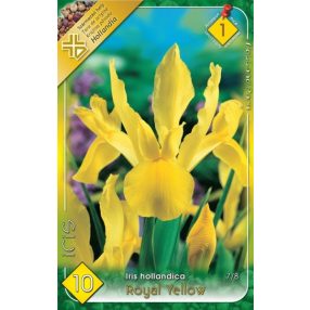 Nőszirom Iris virághagyma, gumó, Royal Yellow sárga