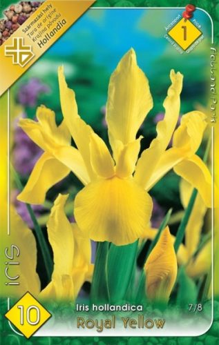 Nőszirom Iris virághagyma, gumó, Royal Yellow sárga