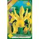 Nőszirom Iris virághagyma, gumó, Royal Yellow sárga