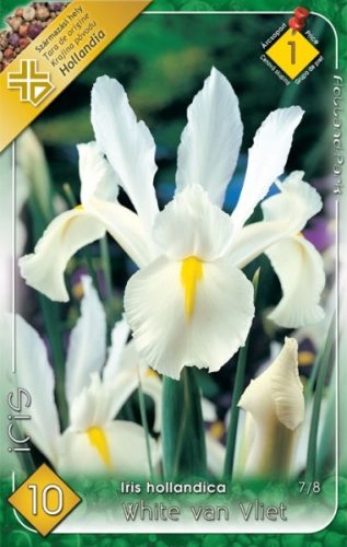 Nőszirom Iris virághagyma, gumó, White van Vliet fehér