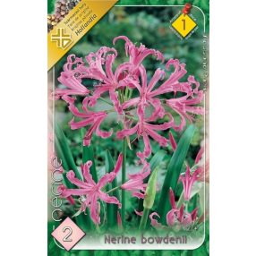 Csillogó Pirosliliom virághagyma, gumó, Nerine bowdenii