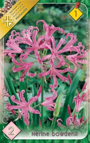 Csillogó Pirosliliom virághagyma, gumó, Nerine bowdenii