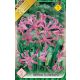 Csillogó Pirosliliom virághagyma, gumó, Nerine bowdenii