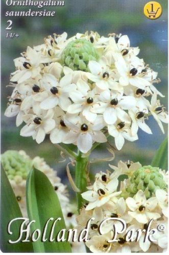 Madártej virághagyma, gumó, Ornithogalum saundersiae