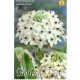 Madártej virághagyma, gumó, Ornithogalum saundersiae