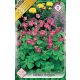 Madársóska virághagyma, gumó, Oxalis deppeii