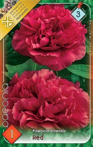 Pünkösdirózsa virághagyma, gumó, Paeonia sinensis piros