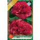 Pünkösdirózsa virághagyma, gumó, Paeonia sinensis piros