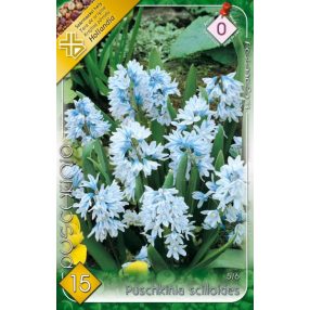 Csillagvirág virághagyma, gumó Puskin