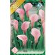 Kála virághagyma, gumó, Zantedeschia rózsaszín