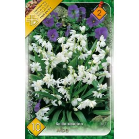 Csillagvirág virághagyma, gumó Bókoló Alba