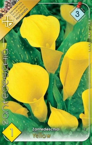 Kála virághagyma, gumó, Zantedeschia sárga