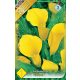 Kála virághagyma, gumó, Zantedeschia sárga