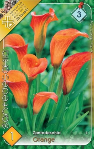 Kála virághagyma, gumó, Zantedeschia narancs