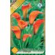 Kála virághagyma, gumó, Zantedeschia narancs