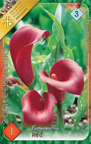 Kála virághagyma, gumó, Zantedeschia piros