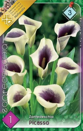 Kála virághagyma, gumó, Zantedeschia Picasso