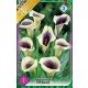 Kála virághagyma, gumó, Zantedeschia Picasso