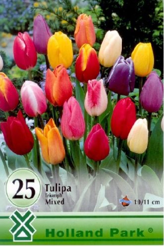 Tulipán virághagyma, gumó Triumph Színkeverék 25db