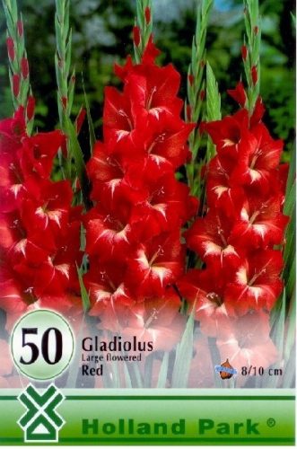 Kardvirág virághagyma, gumó, Gladiolus Red 50db