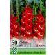Kardvirág virághagyma, gumó, Gladiolus Red 50db
