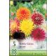 Dália virághagyma, gumó, Dahlia kaktusz 5db