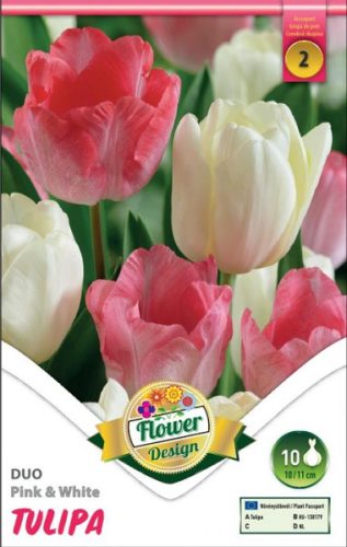 Tulipán virághagyma, gumó Duo Double Pink + White