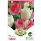 Tulipán virághagyma, gumó Duo Double Pink + White