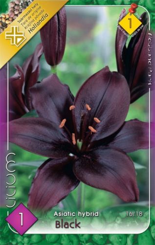 Liliom virághagyma, gumó Asiatic Black