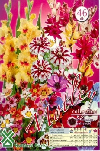 Virág Kollekció virághagyma, gumó, Tarkabarka 46db