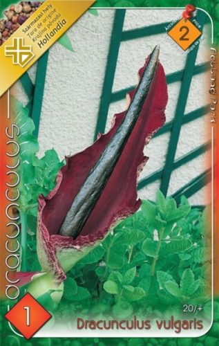 Sárkánykontyvirág virághagyma, gumó, Dracunculus vulgaris