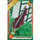 Sárkánykontyvirág virághagyma, gumó, Dracunculus vulgaris