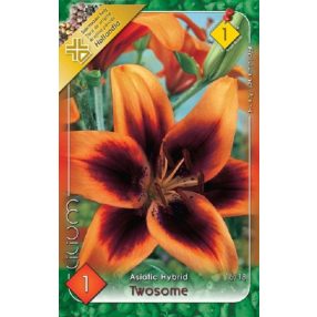 Liliom virághagyma, gumó, Twosome