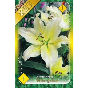 Liliom virághagyma, gumó, Oriental White&Yello