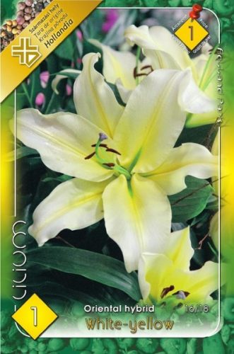 Liliom virághagyma, gumó, Oriental White&Yello
