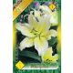 Liliom virághagyma, gumó, Oriental White&Yello